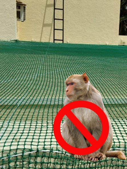 Monkey safety nets in Chennai