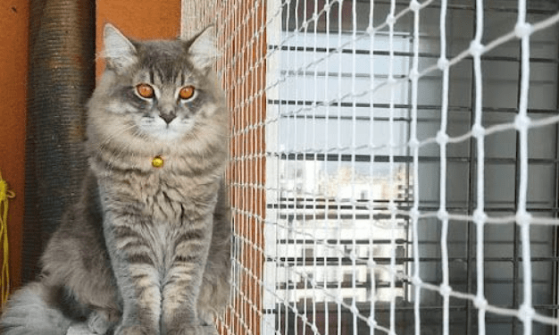 Pet safety net project in Chennai